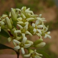 Pittosporum ceylanicum Wight